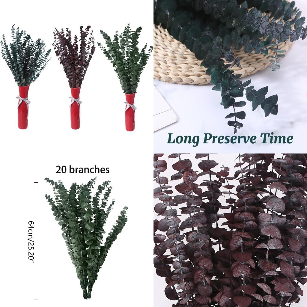 Eucalyptus Preserved - 20 個保存新鮮なユーカリの枝乾燥茎植物の葉の花束フラワーアレンジメント用ガーデンパーティー高品質