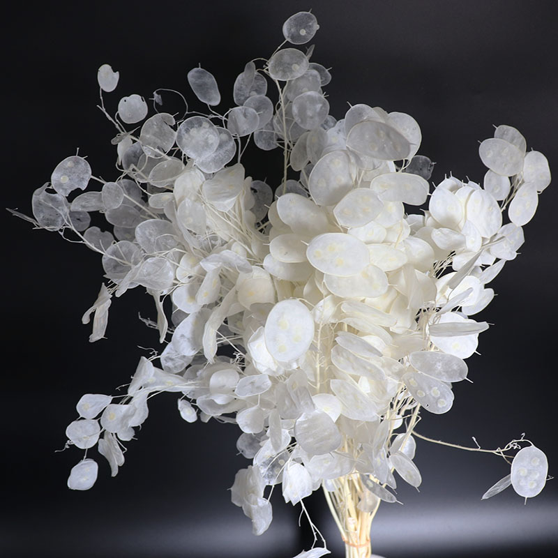 結婚式のアレンジメントのための保存されたルナリアの花、ユーカ - Eucalyptus Preserved のレビューと価格