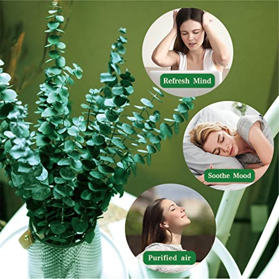 20本のプリザーブドドライユーカリの茎、17インチの天然ユー - Eucalyptus Preserved のレビューと価格