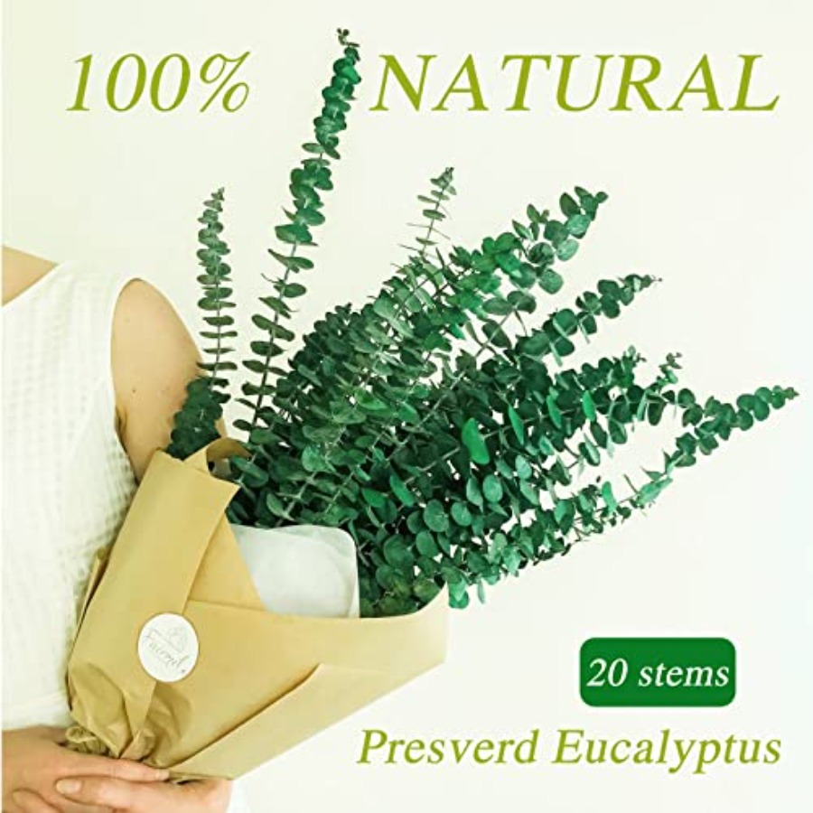 20本のプリザーブドドライユーカリの茎、17インチの天然ユー - Eucalyptus Preserved のレビューと価格