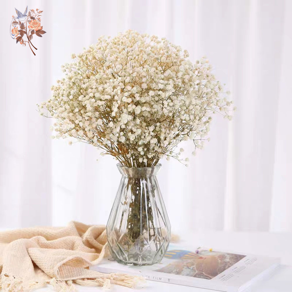 60 グラム乾燥ベビーブレスフラワーブーケナチュラルドライフ - Eucalyptus Preserved のレビューと価格